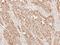 Succinate-CoA Ligase Alpha Subunit antibody, LS-C186052, Lifespan Biosciences, Immunohistochemistry frozen image 