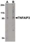 TNF Alpha Induced Protein 3 antibody, PA5-20729, Invitrogen Antibodies, Western Blot image 