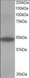 Oxysterol Binding Protein Like 1A antibody, orb89962, Biorbyt, Western Blot image 