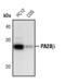 PA28b antibody, PA5-17332, Invitrogen Antibodies, Western Blot image 