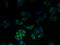 Solute Carrier Family 23 Member 3 antibody, A60938-100, Epigentek, Immunofluorescence image 