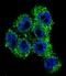 Transient Receptor Potential Cation Channel Subfamily M Member 8 antibody, A01002, Boster Biological Technology, Immunofluorescence image 