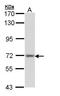 Protein S antibody, GTX109369, GeneTex, Western Blot image 