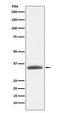 AMBP antibody, M02419, Boster Biological Technology, Western Blot image 