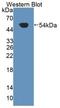 KIM-1 antibody, abx131128, Abbexa, Western Blot image 