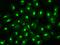 Kynureninase antibody, 201976-T02, Sino Biological, Immunohistochemistry paraffin image 