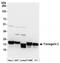 Transgelin 2 antibody, NBP2-36550, Novus Biologicals, Western Blot image 