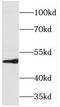 Transcription Factor AP-2 Beta antibody, FNab08618, FineTest, Western Blot image 