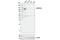 Protein Kinase D1 antibody, 90039S, Cell Signaling Technology, Western Blot image 