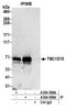 TBC1 Domain Family Member 15 antibody, A304-588A, Bethyl Labs, Immunoprecipitation image 
