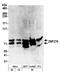 Zinc Finger Protein 276 antibody, NBP1-03342, Novus Biologicals, Western Blot image 