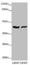 GATA Binding Protein 1 antibody, CSB-PA009274LA01HU, Cusabio, Western Blot image 