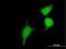 Glutaredoxin 2 antibody, H00051022-B01P, Novus Biologicals, Immunofluorescence image 