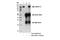 Myocardin Related Transcription Factor A antibody, 14760S, Cell Signaling Technology, Immunoprecipitation image 