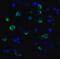 Lymphocyte Activating 3 antibody, SD8841, ProSci, Immunofluorescence image 