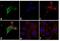 Cortactin antibody, GTX24904, GeneTex, Immunofluorescence image 