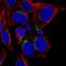 Fructosamine 3 Kinase antibody, HPA059151, Atlas Antibodies, Immunofluorescence image 