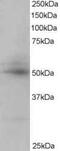 CAMP Responsive Element Binding Protein 3 Like 4 antibody, PA5-18028, Invitrogen Antibodies, Western Blot image 