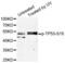 p53 antibody, abx000156, Abbexa, Western Blot image 