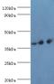 Paired Box 4 antibody, MBS1494248, MyBioSource, Western Blot image 