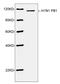 Influenza A Virus PB1 antibody, LS-C204111, Lifespan Biosciences, Western Blot image 