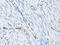 Selectin E antibody, 18-564, ProSci, Immunohistochemistry frozen image 