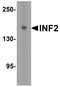Inverted formin-2 antibody, TA355029, Origene, Western Blot image 