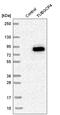 Gamma-tubulin complex component 4 antibody, HPA043212, Atlas Antibodies, Western Blot image 