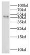 Indoleamine 2,3-dioxygenase 2 antibody, FNab04128, FineTest, Western Blot image 