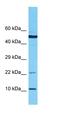 DNA Polymerase Gamma, Catalytic Subunit antibody, orb325759, Biorbyt, Western Blot image 