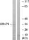Olfactory Receptor Family 4 Subfamily P Member 4 antibody, LS-C120878, Lifespan Biosciences, Western Blot image 