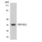 Olfactory Receptor Family 10 Subfamily G Member 2 antibody, LS-C200307, Lifespan Biosciences, Western Blot image 