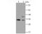 Heterogeneous Nuclear Ribonucleoprotein A1 antibody, A01476-1, Boster Biological Technology, Western Blot image 