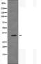 Olfactory Receptor Family 51 Subfamily E Member 1 antibody, orb227520, Biorbyt, Western Blot image 