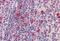 HSP90 antibody, MBS242511, MyBioSource, Immunohistochemistry frozen image 