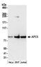 Anaphase Promoting Complex Subunit 5 antibody, NB100-55319, Novus Biologicals, Western Blot image 