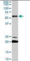 EBF Transcription Factor 3 antibody, orb94950, Biorbyt, Western Blot image 