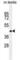 Zinc Finger Protein 622 antibody, abx025253, Abbexa, Western Blot image 