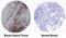 CD15 antibody, MAB7368, R&D Systems, Immunohistochemistry paraffin image 