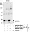 Geminin DNA Replication Inhibitor antibody, NB100-40826, Novus Biologicals, Immunoprecipitation image 