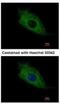 Lysine Acetyltransferase 5 antibody, NBP2-20647, Novus Biologicals, Immunofluorescence image 