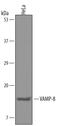 Vesicle Associated Membrane Protein 8 antibody, AF5354, R&D Systems, Western Blot image 