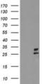 Polysaccharide Biosynthesis Domain Containing 1 antibody, NBP2-00929, Novus Biologicals, Western Blot image 