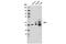 WT1 Transcription Factor antibody, 13580S, Cell Signaling Technology, Western Blot image 