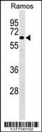 SAS-6 Centriolar Assembly Protein antibody, 59-627, ProSci, Western Blot image 