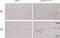 Microtubule Associated Protein 1 Light Chain 3 Beta antibody, PA5-35195, Invitrogen Antibodies, Immunohistochemistry paraffin image 