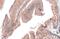 Cadherin 1 antibody, GTX636576, GeneTex, Immunohistochemistry paraffin image 