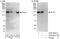 DNA Polymerase Alpha 1, Catalytic Subunit antibody, A302-851A, Bethyl Labs, Western Blot image 