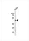 WD Repeat And SOCS Box Containing 2 antibody, LS-C160641, Lifespan Biosciences, Western Blot image 