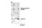 Cyclin B1 antibody, 4133S, Cell Signaling Technology, Western Blot image 